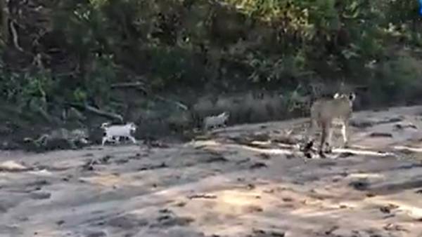 வெள்ளை சிங்கக்குட்டி வெள்ளை சிங்கக்குட்டி