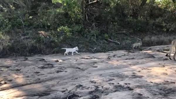 அரிதிலும் அரிது அரிதிலும் அரிது