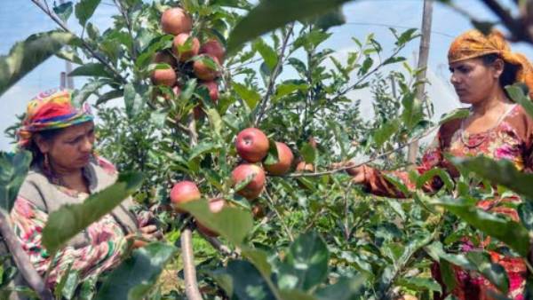 20 தொகுதிகளில் ஆப்பிள் விவசாயம் 