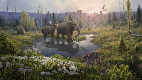 விலங்குகள் 