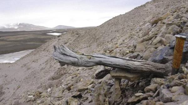  தாவரங்கள் 