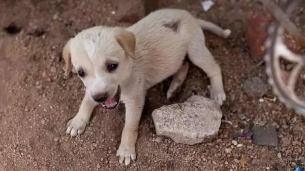 நாயின் வால், காதுகளை அறுத்து.. 