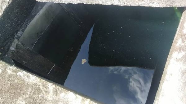  விலங்கு விலங்கு