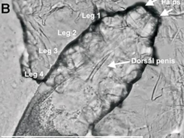 இரவில் முகத்திலேயே இனப்பெருக்கம் இரவில் முகத்திலேயே இனப்பெருக்கம்