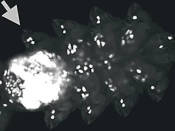 அழிவின் விளிம்பில்.. அழிவின் விளிம்பில்..