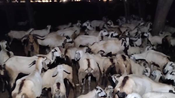 ஆடு மேய்ப்பவர் ஆடு மேய்ப்பவர்