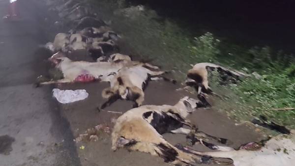 வரிசையாக செத்துக் கிடந்த ஆடுகள் வரிசையாக செத்துக் கிடந்த ஆடுகள்