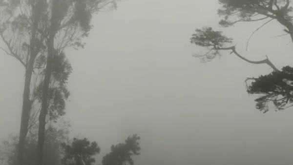 மரங்களின் கீழ் இருந்த வாகனங்கள் 