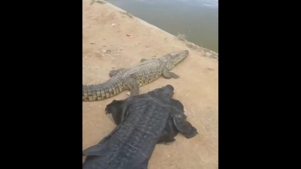  7 அடி நீள முதலை