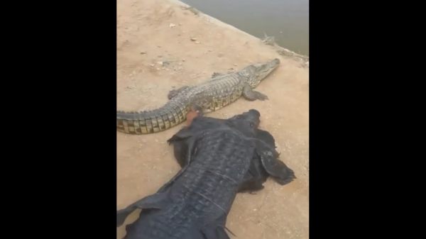  முதலை உடை அணிந்துகொண்டு..