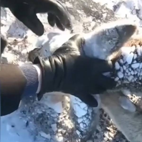 தாங்க முடியாத குளிரால்.. 