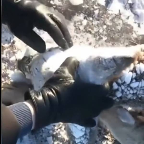  பனிக்கட்டியால் உறைந்து போன மான் 