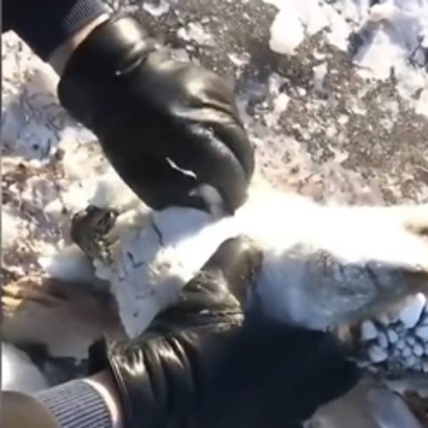  எப்படி சிக்கிக் கொண்டது? 