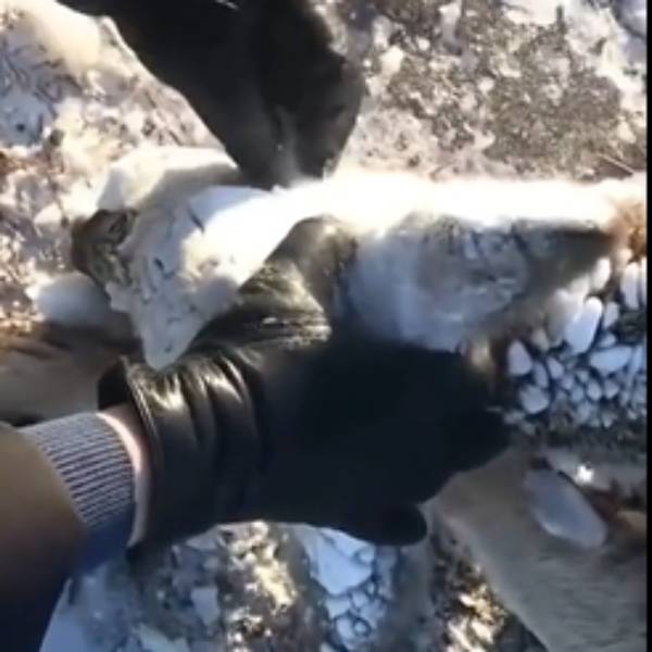  பனிப்புயலுக்கு விலங்குகளும் பாதிப்பு 