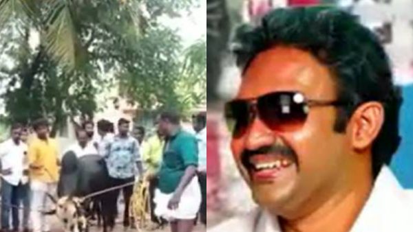 Sri Lanka Minster Senthil Thondamans bulls KGF, Tiger ready for Jallikattu Sri Lanka Minster Senthil Thondamans bulls KGF, Tiger ready for Jallikattu