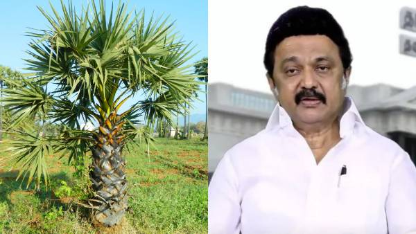 பனை மரங்கள் 