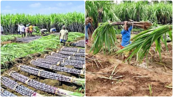 கரும்பு விவசாயிகள் கரும்பு விவசாயிகள்