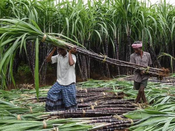  கரும்பு கொள்முதல்