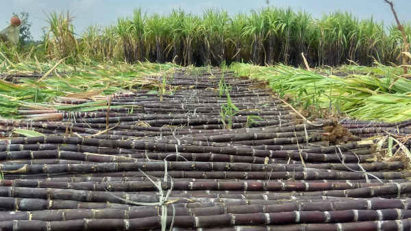 கரும்பு ஏன் இல்லை? கரும்பு ஏன் இல்லை?