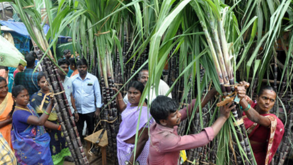 செங்கரும்பு எங்கே? செங்கரும்பு எங்கே?