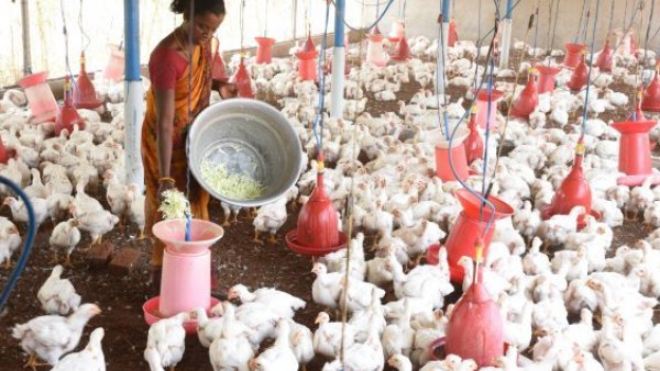 கோழிப்பண்ணைதான் காரணம்