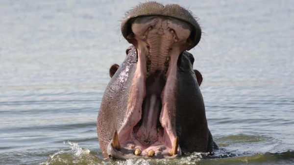 பத்திரமாக மீட்பு