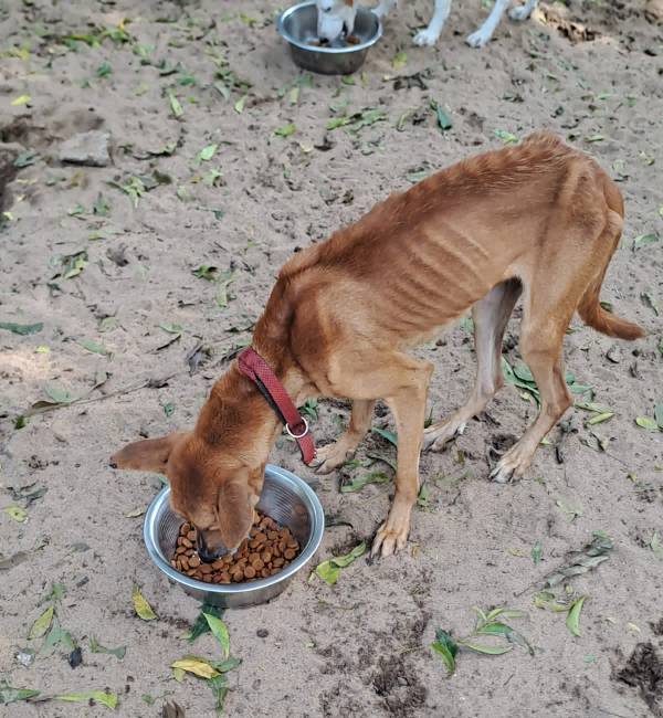  செல்லப் பிராணிகளின் உரிமையாளர்கள்