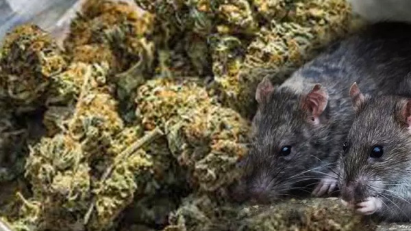 19 கிலோ மாயம் 19 கிலோ மாயம்