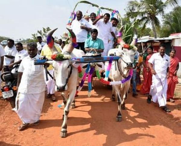 Samathuva Pongal Festival! Trichy Collector driving a bullock cart Samathuva Pongal Festival! Trichy Collector driving a bullock cart