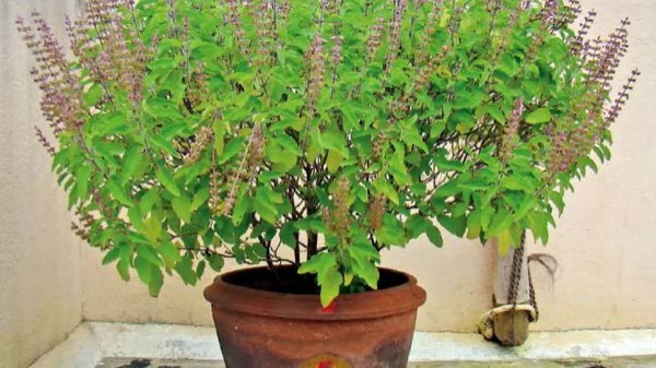 Sudden Luck These Symtemps Kodeeswara yogam come into your house 