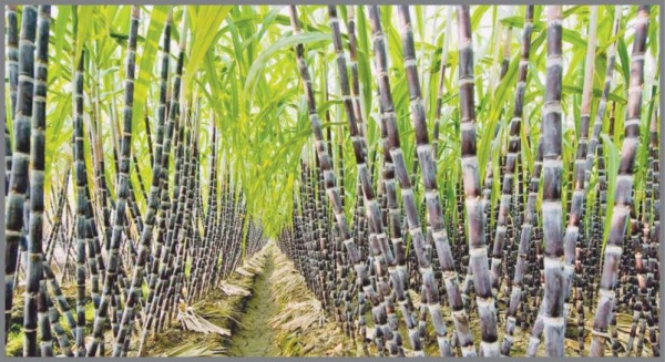  முழு நீளக் கரும்பு 