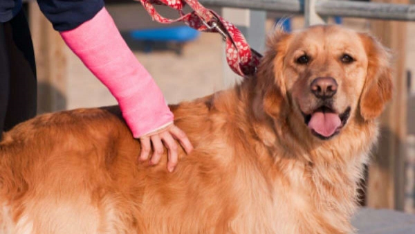 நாய்கள்