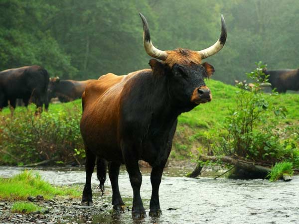 வன விலங்குகளுக்கும் ஆபத்து 