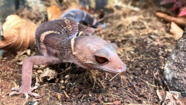 ஆய்வகம் 