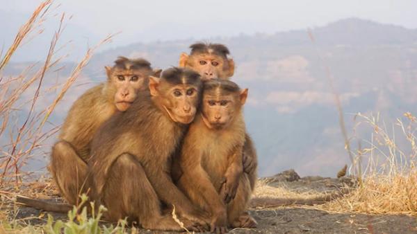 செல்பி மோகம் 