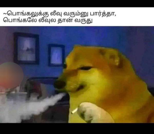 Pongal memes: Funny memes collection on Pongal celebrations