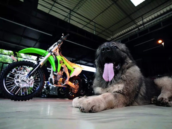 ஒரே நாய்.. ரூ.20 கோடி.. ஒரே நாய்.. ரூ.20 கோடி..