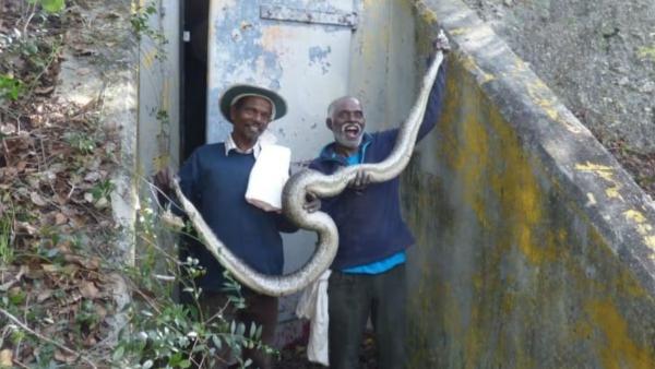 மலைப்பாம்புகள் மலைப்பாம்புகள்