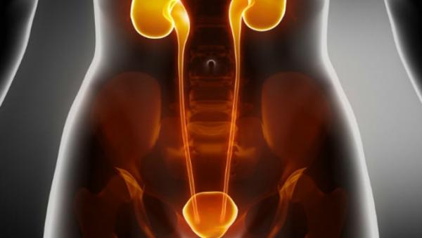 சிறுநீரக நோய் 