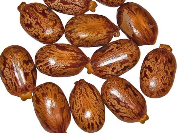 ஆமணக்கு விதைகள் கலப்பு 