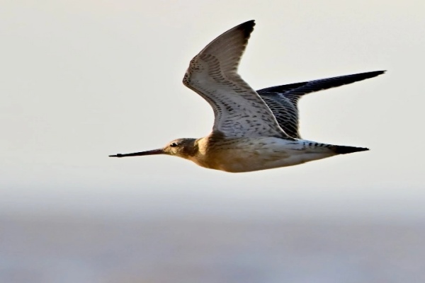 13,560 - கி.மீட்டர் தூரம்