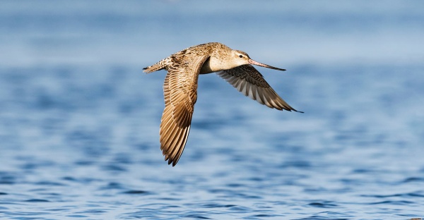 11 நாட்களாக தொடர்ந்து பறந்துள்ளது