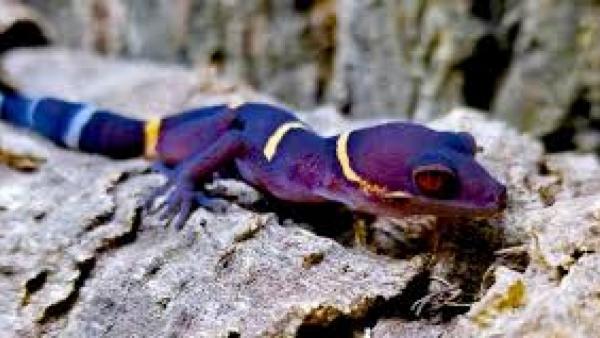 ஆச்சரியம் 