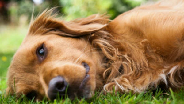  சாகர் மாநகராட்சி தலைவர் 