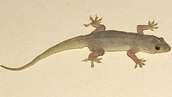  சிறுநீர் கழித்த பல்லி