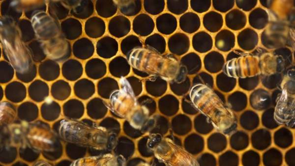  அடுத்த ஆண்டு விற்பனைக்கு வரும் 