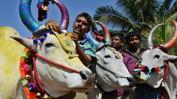 Mattu pongal Special Abhishekam to Thanjavur Nandhi decoration with vegetables 