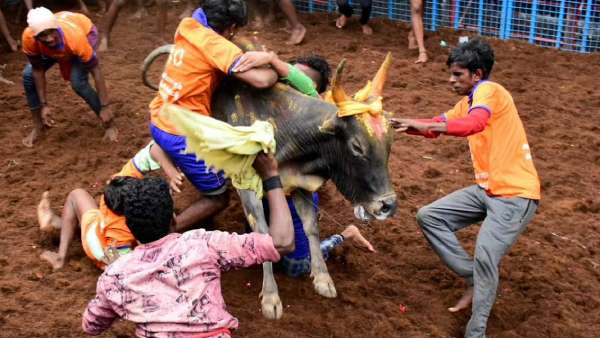 ஜல்லிக்கட்டு