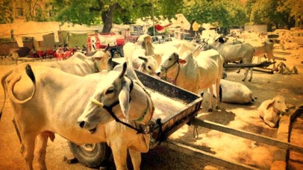  பசு கடத்தலுக்கு ஆயுள் தண்டனை 