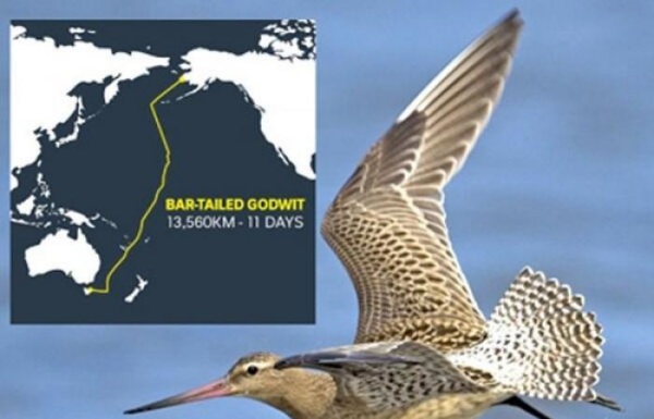 நீரில் இறங்கினால் இறந்துவிடும் 